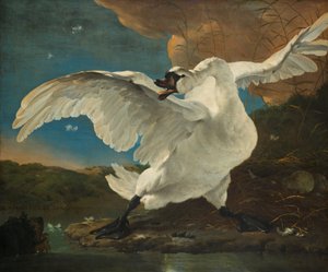 絶滅危惧種の白鳥。後にヨハン・デ・ウィットの寓話として解釈される